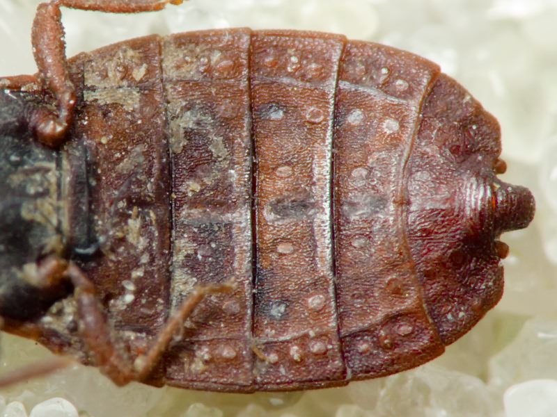 Aneurus (Aneurodes) avenius (Dufour, 1833)